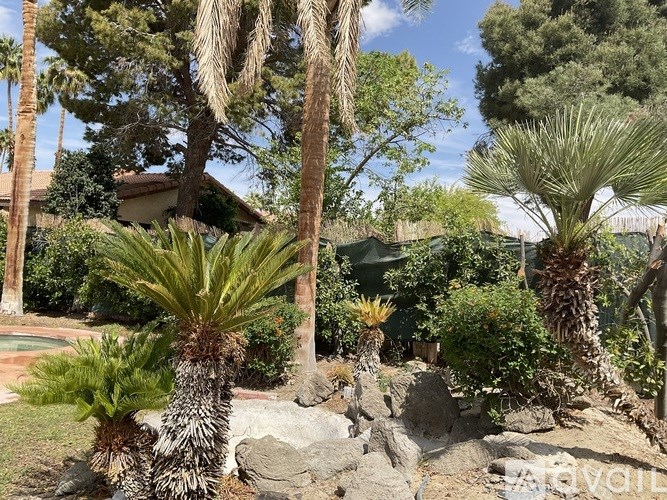 A garden with a variety of plants including palm trees.