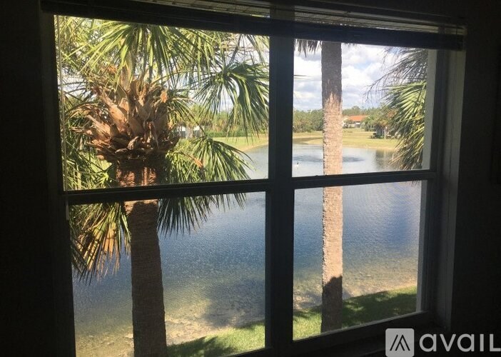 A window with a view of a palm tree and a body of water.