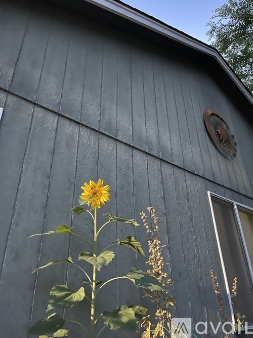A sunflower stands in front of a grey wooden building.