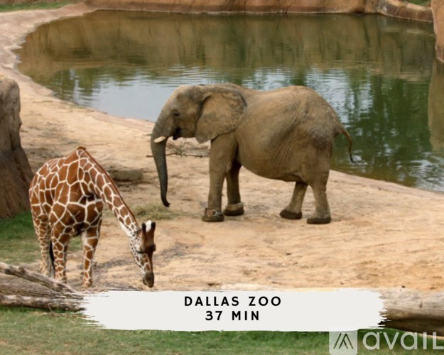 An elephant and a giraffe are standing near a body of water at the Dallas Zoo.