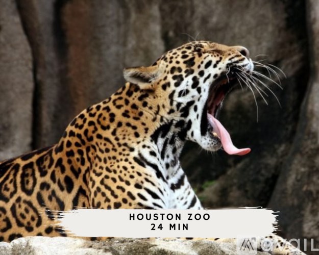 A leopard yawning with the text "Houston Zoo 24 Min" on the image.