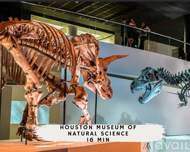A dinosaur skeleton is on display at the Houston Museum of Natural Science.