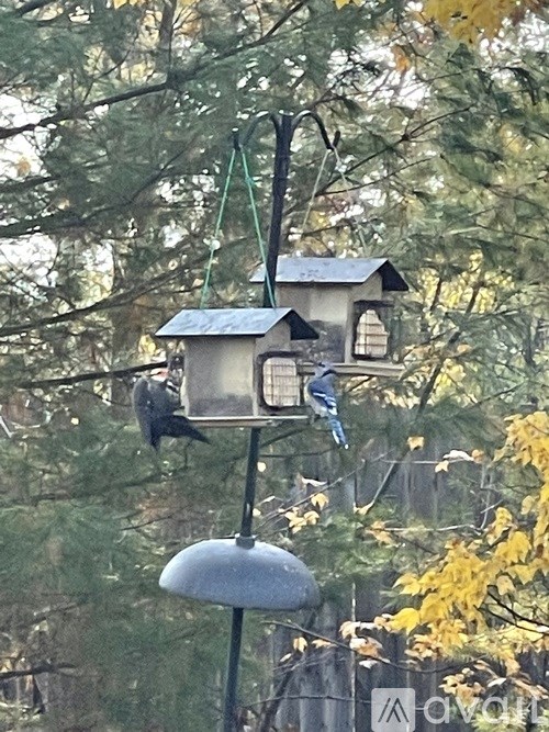 A bird feeder with a bird on it and another one in the background.