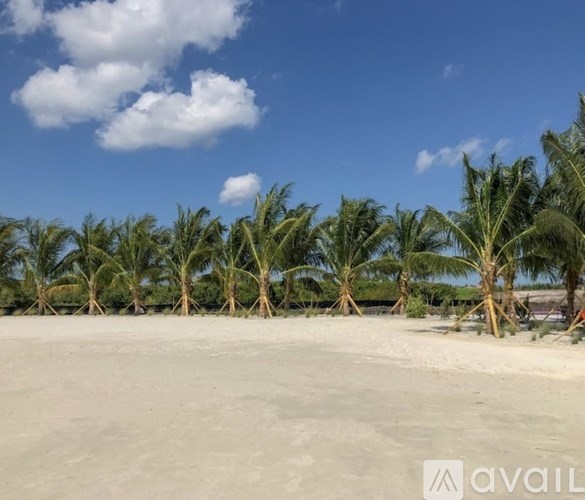 A row of palm trees stands on a sandy beach.