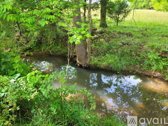 A small stream flows through a lush green forest.