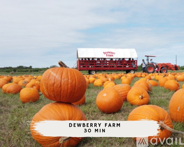 Pumpkins are displayed at Dewberry Farm.
