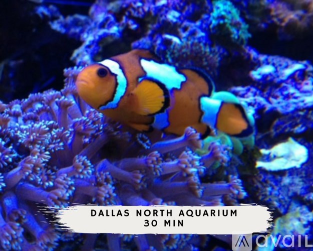 Two clownfish are swimming in an anemone at the Dallas North Aquarium.