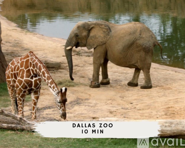 A giraffe and an elephant are seen at the Dallas Zoo.