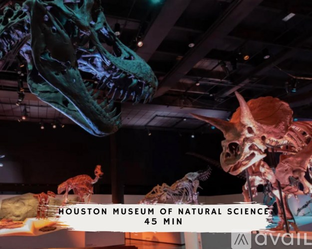 A dinosaur skeleton is on display at the Houston Museum of Natural Science.