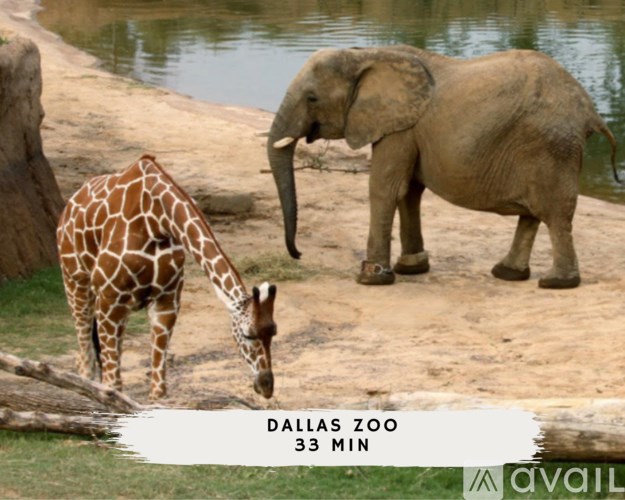 A giraffe and an elephant are standing near a body of water at the Dallas Zoo.