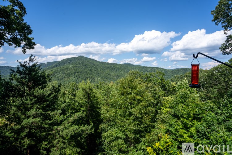A red lantern hangs from a wire in a lush green forest.