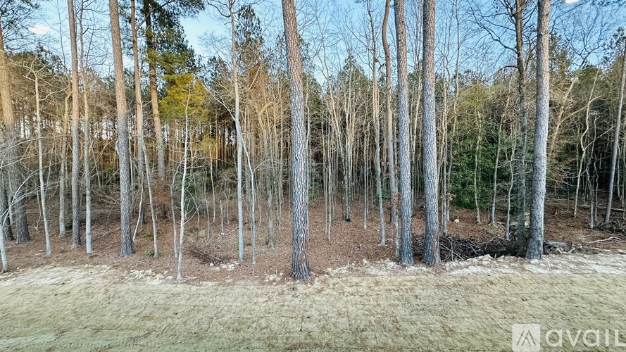 A forest of leafless trees stands in a field.