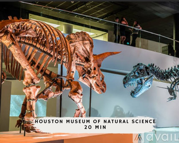 A dinosaur skeleton is on display at the Houston Museum of Natural Science.