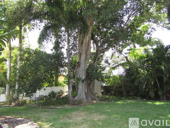 A large tree in the middle of a grassy area with other trees in the background.