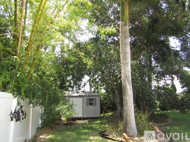 A tree in a backyard with a shed in the background.