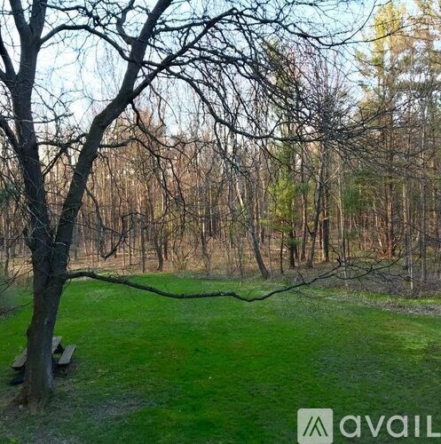 A tree with no leaves stands in a field.