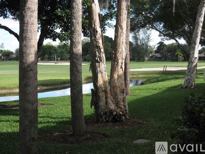 A tree trunk is in the middle of two other tree trunks.
