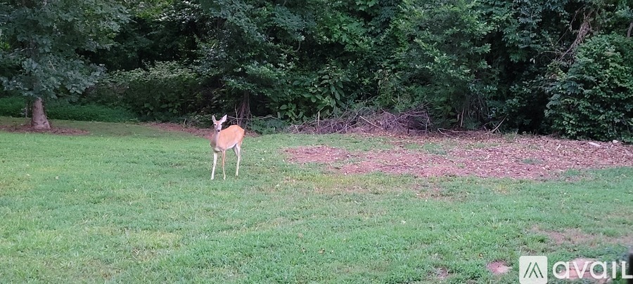 A deer is standing in a grassy area with trees in the background.