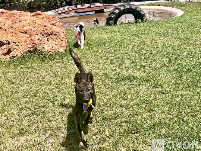 A dog is running with a ball in its mouth in a grassy area.