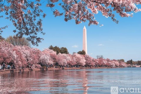 Cherry blossoms cover the trees in front of the Washington Monument.