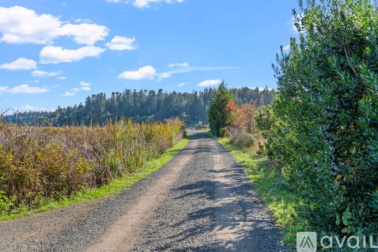 A gravel road stretches into the distance surrounded by greenery.