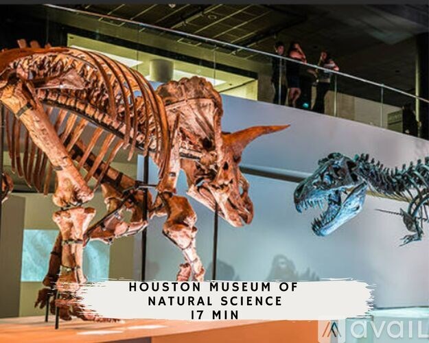 A dinosaur skeleton is on display at the Houston Museum of Natural Science.