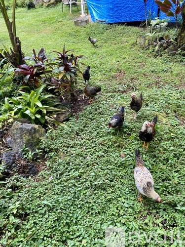 A group of chickens are walking through a grassy area.