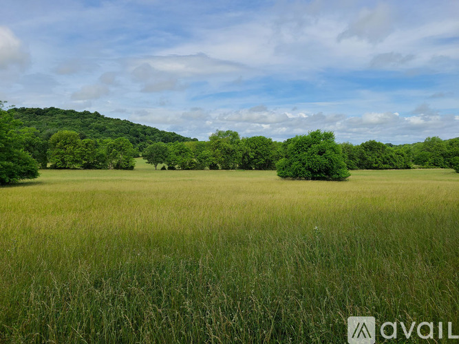 A field of tall green grass with trees in the distance under a blue sky with clouds.