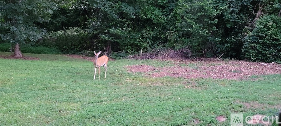 A deer is standing in a grassy area with trees in the background.