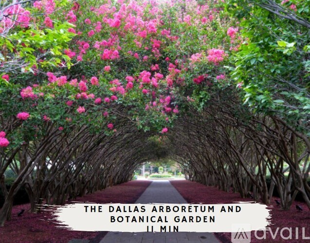 A tunnel of pink flowers leads the way to the Dallas Arboretum and Botanical Garden.