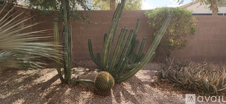 A cactus with a round top is in the middle of a garden.