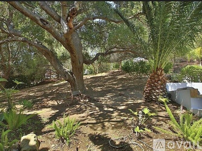 A tree in a yard with a white fence in the background.