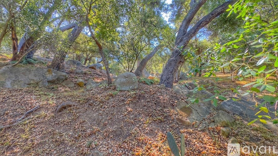 A forest scene with trees, rocks, and fallen leaves.