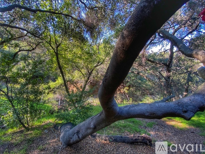 A tree branch in the foreground with a path and more trees in the background.