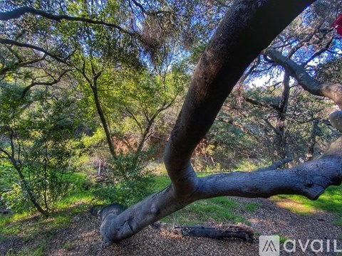 A tree branch in the foreground with a path and more trees in the background.