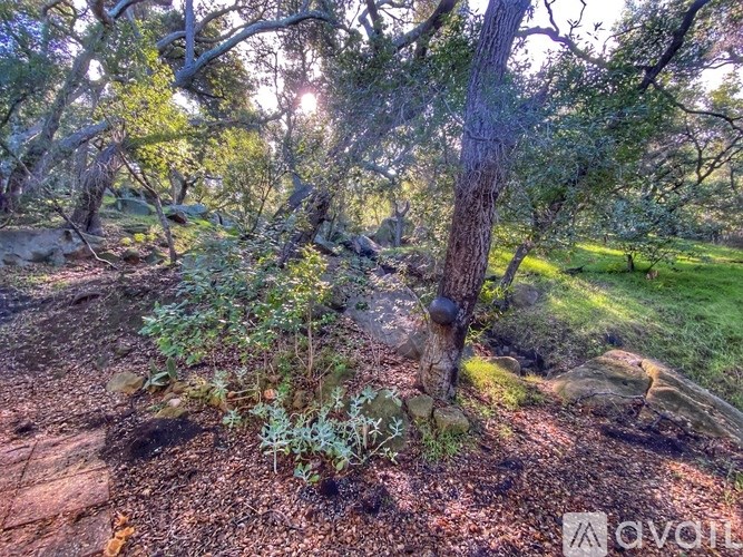 A tree in a forest with sunlight shining through the branches.