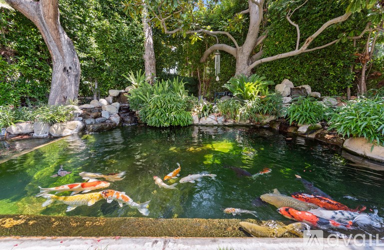 A group of koi fish swimming in a pond.
