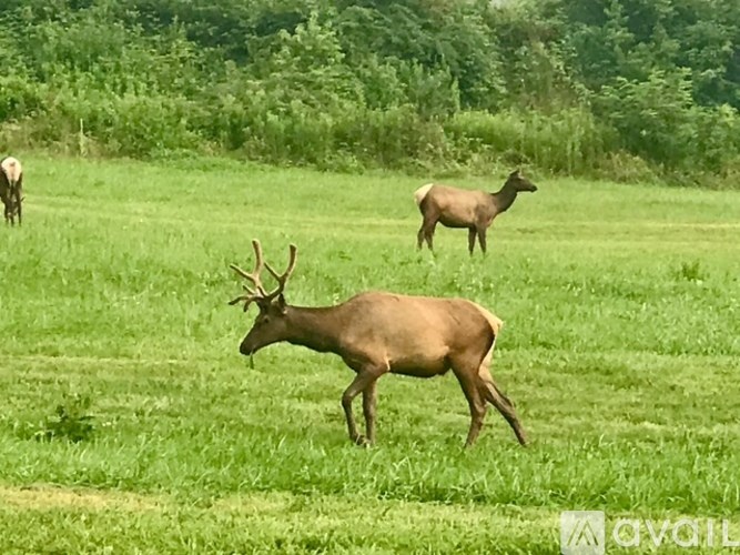 A deer with large antlers is standing in a grassy field.