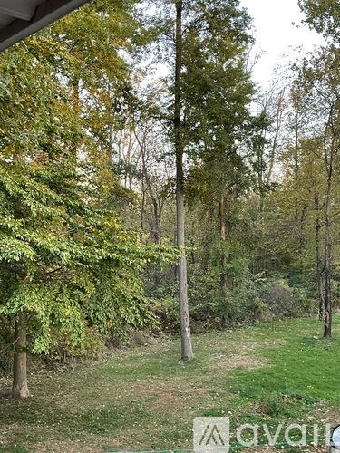 A forest with a mix of green and yellow leaves on the trees.