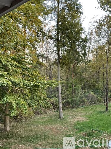 A forest with a mix of green and yellow leaves on the trees.