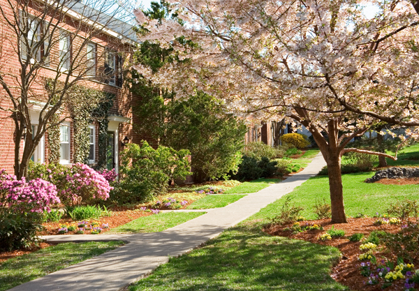 a sidewalk in front of a building with flowering trees