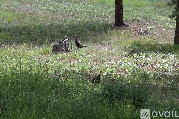 Two birds are standing in the grass near a tree stump.