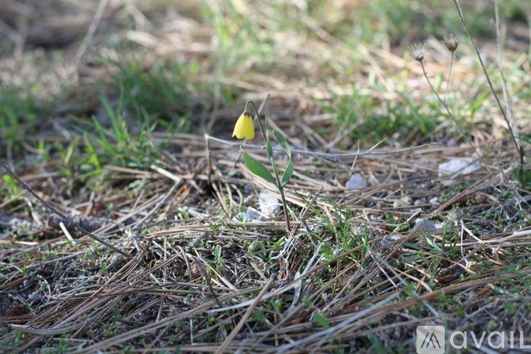 A small yellow flower with a green stem is in the middle of a field of dry grass.