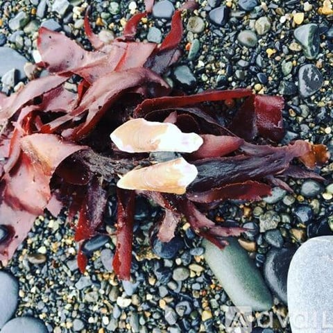 A close up of a red seaweed on a pebbly beach.