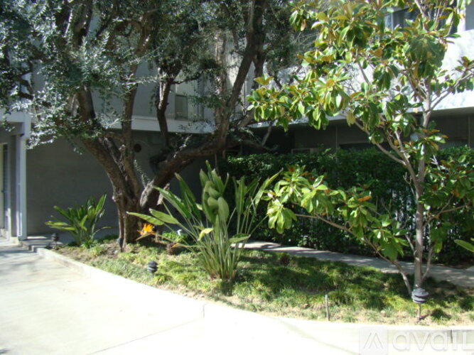 A tree with green leaves stands in front of a building.