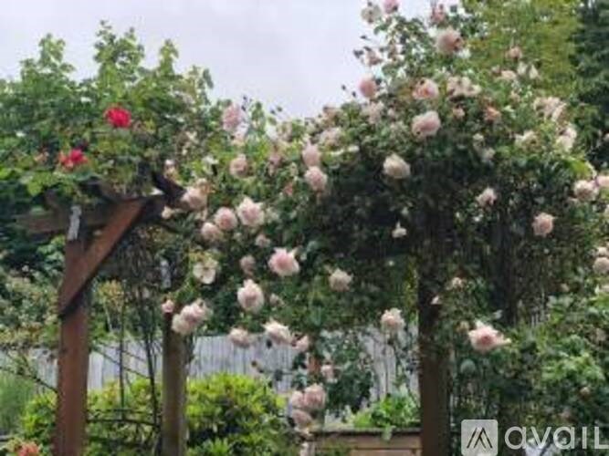 A garden with a trellis covered in pink roses.