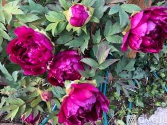 A cluster of purple flowers with green leaves.