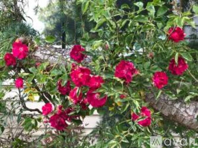 A cluster of red roses growing on a tree branch.