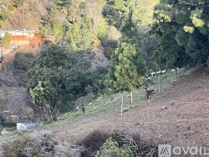A deer is standing on a hill with trees and bushes around it.