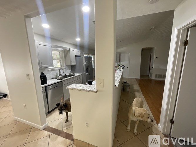 A dog is standing in a kitchen with a counter and cabinets.